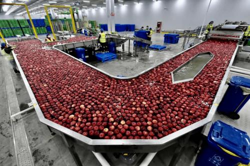 水果中央工厂未来10年水果行业最挣钱的生意